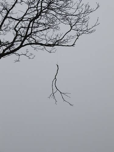 Falling Branch Photoologist Flickr