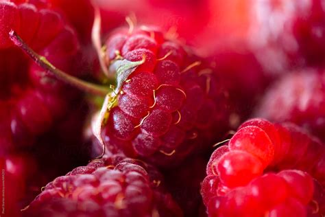 Ripe Raspberry Fruit Closeup By Stocksy Contributor Pixel Stories
