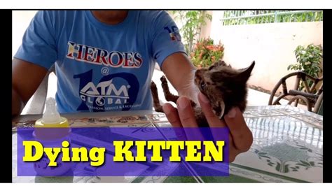 Im Trying To Revive A Dying Kitten And See What Happen After Thirty