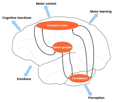 A Systems Level View Of Cerebellar Function The Interplay Between