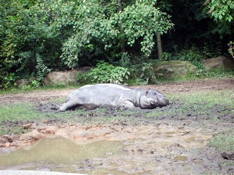 Sleeping Hippo In Zoo Copyright Free Photo By M Vorel Libreshot