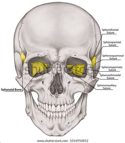 Sphenoid Bone Anatomy Facial Bones And Skull