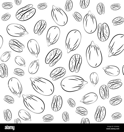 Pecan Vector Illustration In Hand Drawn Style Stock Vector Image And Art