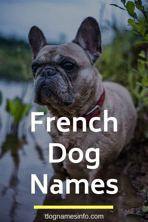 A Complete List Of Top 200 Sweet Unique French Dog Names 2022