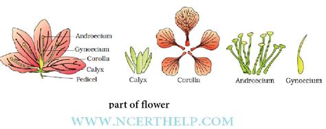 Morphology Of Flowering Plants Class Notes Download In Pdf Planting Flowers Plants Morphology