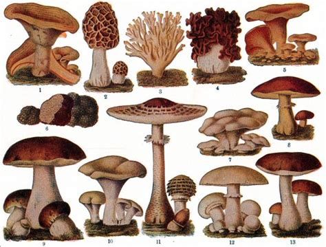 Complete Guide Different Types Of Mushrooms Gardens Nursery