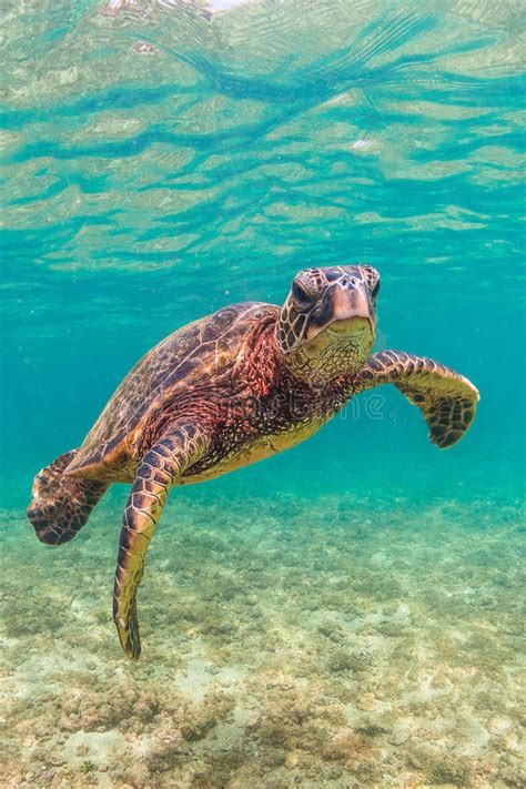Hawaiian Green Sea Turtle Stock Image Image Of Oahu 63933501