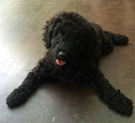 Find quick results from multiple sources. Black Toy poodle puppies for sale • Singapore Classifieds