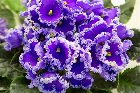 African Violet Everything You Need To Know Siznews
