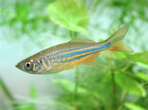 Great Starter Freshwater Aquarium Fish The Frisky