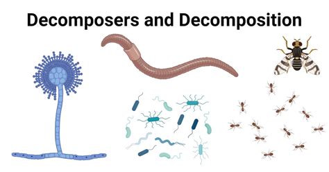 Decomposers Definition Types Examples Decomposition