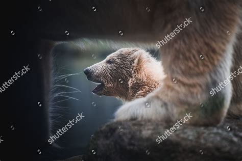 Polar Bear Baby Nanook Presented Zoo Editorial Stock Photo Stock