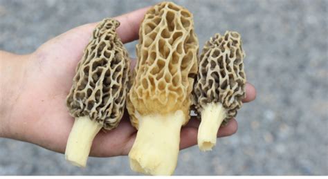 Edible Wild Mushrooms Are More Than Just Your Next Meal Illinois