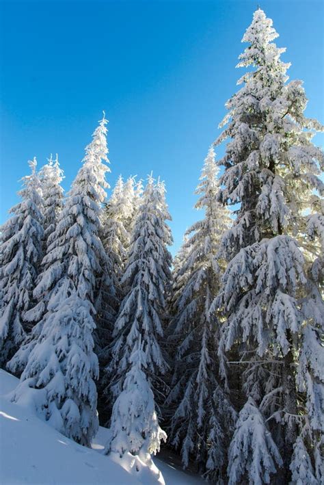 Winter Wonderland Stock Image Image Of Season Panorama 85106733