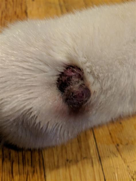 I Was Wondering If My Dog Has Skin Cancer He Has This Bump On His Foot
