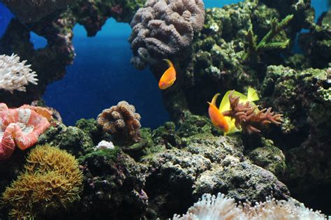 Fish Don’t Know the Water They Swim In | PureDirection, LLC