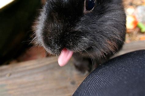 Cheeky Bunny Sticks Out Her Tongue At The Camera — The Daily Bunny Crazy Bunny Lady Bunny