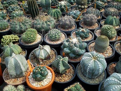 amazing | Cactus plants, Plants, Colorful succulents