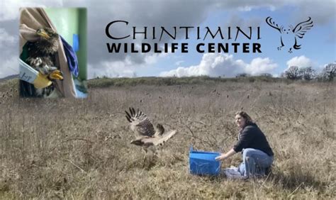 The Chintimini Wildlife Center In Corvallis Seeks Community Support