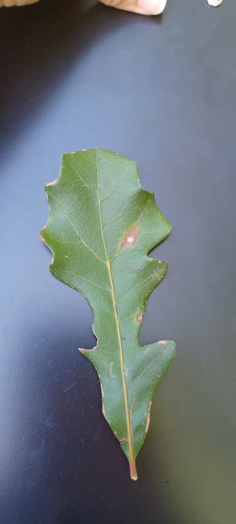 Quercus Nigra Leaves And Arrangement Myrlene Suarez Flickr