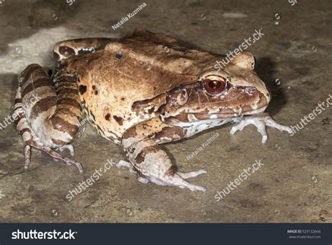 Smoky Jungle Frog Leptodactylus Pentadactylus Biggest Stock Photo