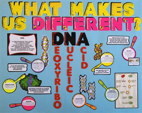Science Fair Poster_ DNA | Science projects for kids, Science poster, Science fair