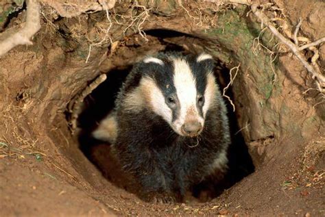 Forest Schools All You Need To Know About Badger Setts