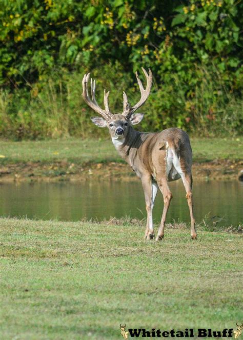 Whitetail Bluff Indiana Trophy Deer Hunting Harrison Grange In