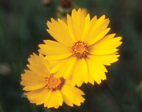 The types of flowers you might see around laverton include wattles, eremophilas, sturt desert peas, mulla mulla, cassia, swainsona, mini daisy, billy buttons and quandongs. yellow | Florida Native Wildflower Viewing