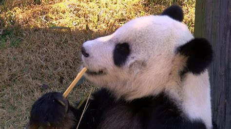 The Memphis Zoo Wants Your Bamboo The Zoos Giant Pandas Eat Dozens Of