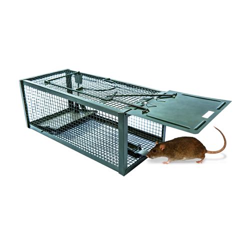 Piege a rat, mort-au-rat et cage, blé empoisonné rat - okgo.net