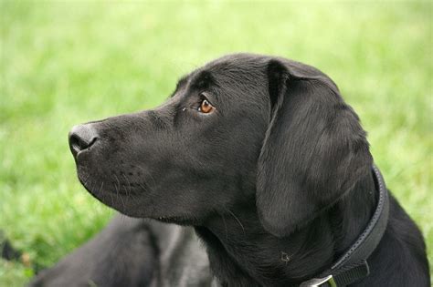 Der imposante riesenschnauzer ist nicht nur wie die anderen rassen ein freundlicher familienhund, sondern darüber hinaus ein. Labrador Erbkankheiten, Krankheiten