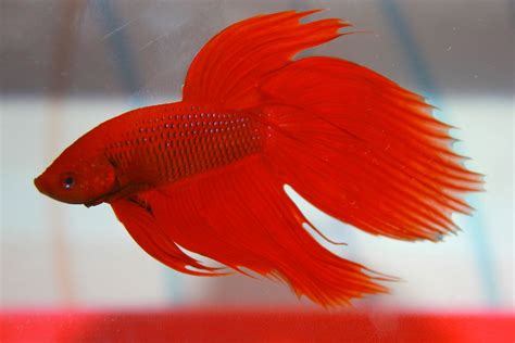If you enjoyed pleas subscribe my channel. Red Siamese Fighting Fish Betta Fish