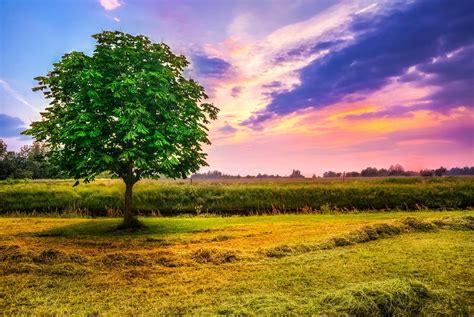 3055588 Beautiful Chestnut Tree Clouds Country Countryside Farm
