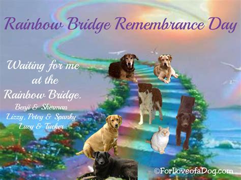 Talking Dogs At For Love Of A Dog Rainbow Bridge Remembrance Day