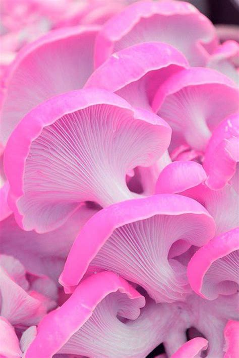 Pin By Barbara On Plantes Pink Mushroom Stuffed Mushrooms Mushroom