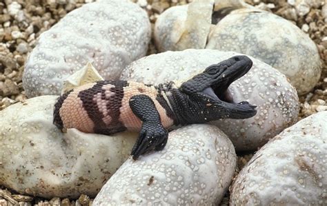 Gila Monster Facts And Pictures
