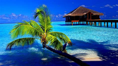 Free Download Tropical Computer Wallpapers Desktop Backgrounds 1920x1080 Id 1920x1080 For Your