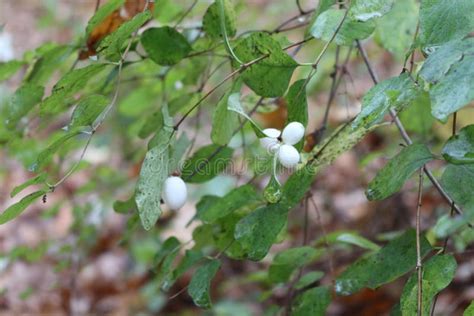 White Berries On A Bush Stock Image Image Of Thorn Autumn 60038883