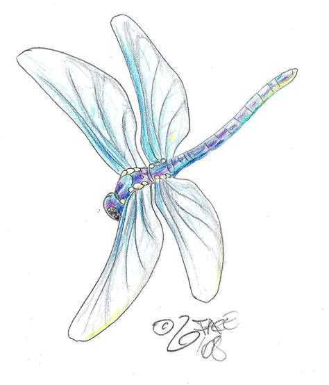Light Colors Dragonfly Tattoo Design Dragonfly Drawing Dragonfly