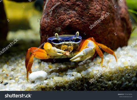 2780 Rainbow Crab Images Stock Photos And Vectors Shutterstock