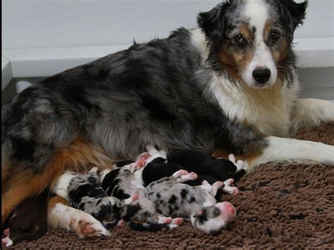 Puppyfinder.com is your source for finding an ideal australian shepherd puppy for sale in usa. Paul Chen - Dog Breeders - Vashon, WA