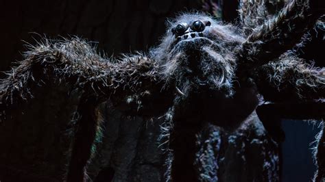 The Real Life Spider Named After One Of Hagrids Pets From Harry Potter