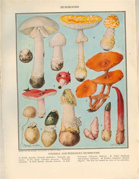 1930s Poisonous MUSHROOMS Illustrated Page For Your Artwork Mixed Media