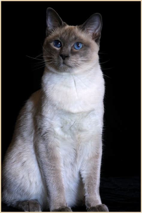23 Traditional Siamese Cat Colors Furry Kittens