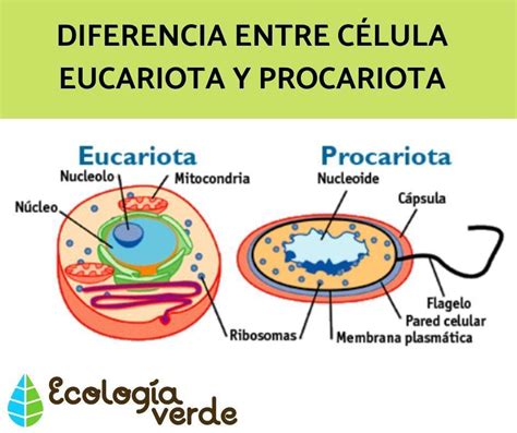 Semejanzas Y Diferencias Entre La Celula Procariota Y Eucariota Desde