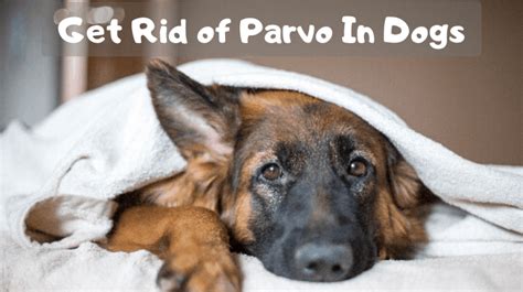 How To Get Rid Of Parvo In Dogs 2 Recognize The Symptoms Of