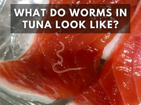 What Do Worms In Tuna Look Like Warning Disturbing Images Inside