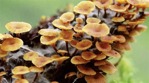 Fungus Importance Of Fungi Britannica