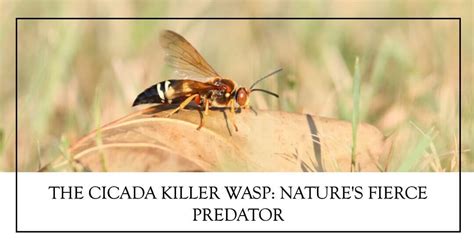 Cicada Killer Wasphow To Get Rid Of Cicada Killers